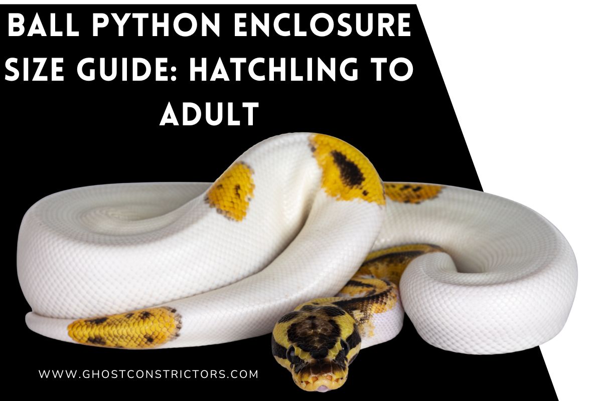Ball Python Enclosure Size Guide: Hatchling to Adult