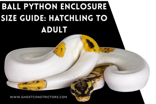 Ball Python Enclosure Size Guide: Hatchling to Adult