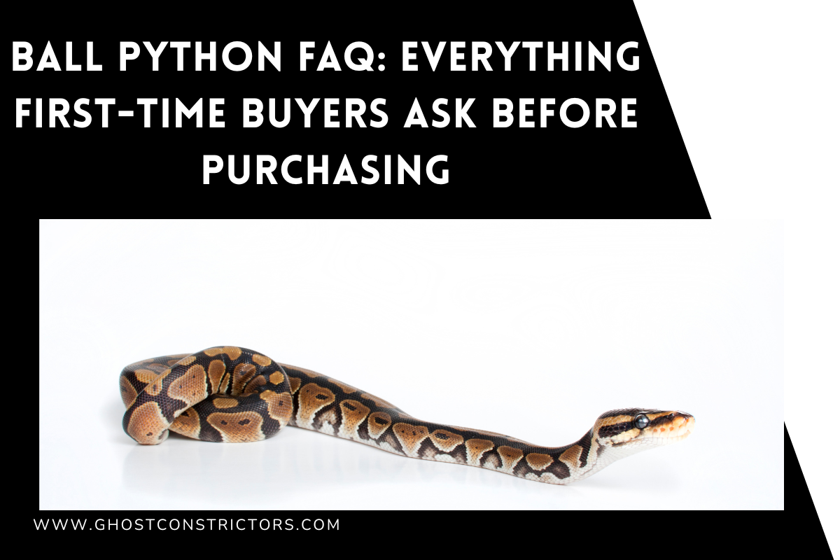 Ball Python FAQ: Everything First-Time Buyers Ask Before Purchasing