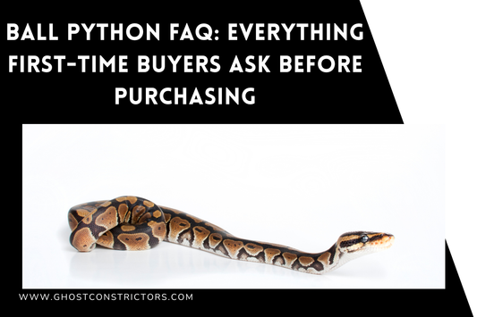 Ball Python FAQ: Everything First-Time Buyers Ask Before Purchasing