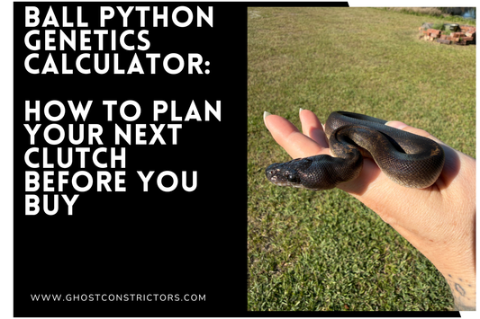 Ball Python Genetics Calculator: How to Plan Your Next Clutch Before You Buy
