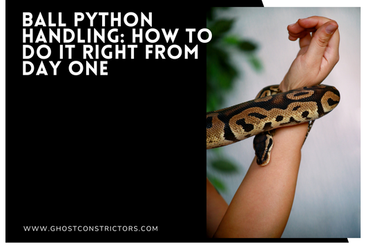 Ball Python Handling: How to Do It Right From Day One