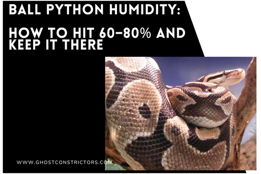 Ball Python Humidity: How to Hit 60–80% and Keep It There