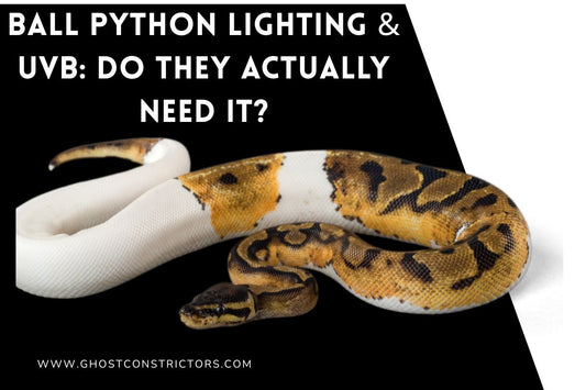 Ball Python Lighting & UVB: Do They Actually Need It?