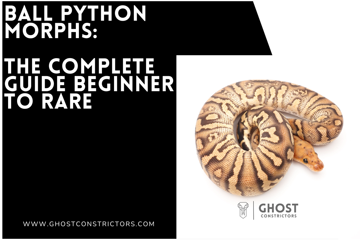 Ball Phython Rarest Mutation Ball Python Morphs: The Complete Guide Beginner to Rare – Ghost ...