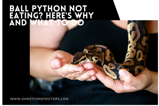 Ball Python Not Eating? Here's Why And What to Do