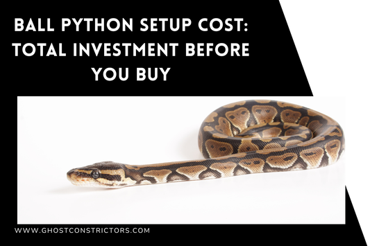 Ball Python Setup Cost: Total Investment Before You Buy