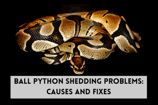 Ball Python Shedding Problems: Causes and Fixes