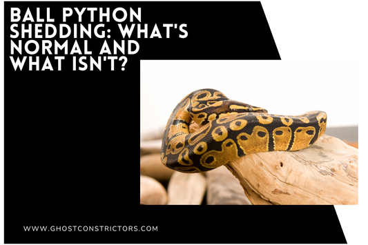 Ball Python Shedding: What's Normal and What Isn't