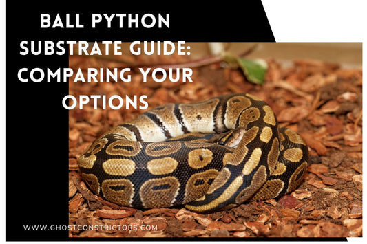 Ball Python Substrate Guide: Comparing Your Options