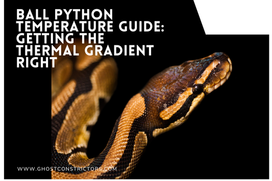 Ball Python Temperature Guide: Getting the Thermal Gradient Right