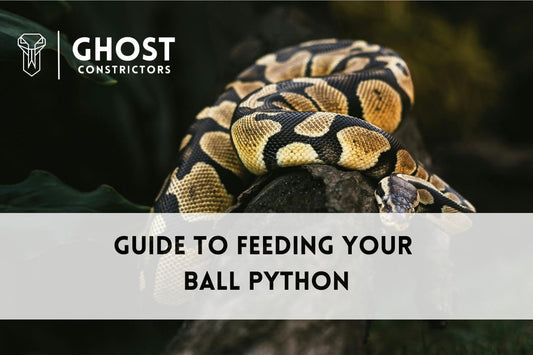 What Do Ball Pythons Eat? A complete guide to their diet