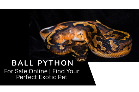 Ball Python for Sale Online | Find Your Perfect Exotic Pet