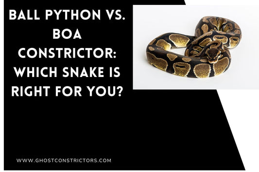Ball Python vs. Boa Constrictor: Which Snake Is Right for You?