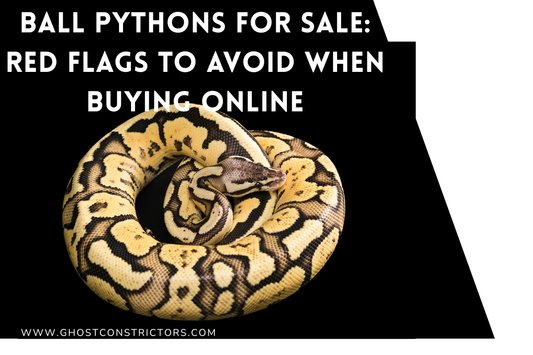 Ball Pythons for Sale: Red Flags to Avoid When Buying Online