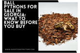 Picture of Ball Python Feeding Guide: Schedule, Sizes & Tips - Ghost Constrictors