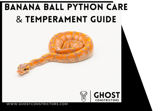 Banana Ball Python Care & Temperament Guide