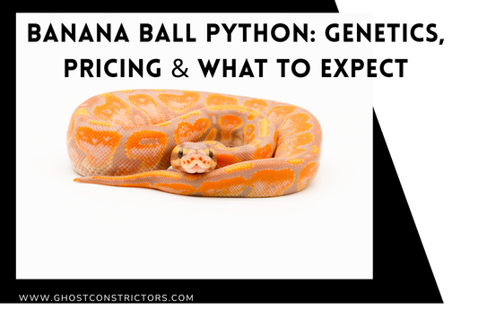Banana Ball Python: Genetics, Pricing & What to Expect