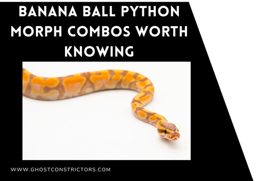 Banana Ball Python Morph Combos Worth Knowing