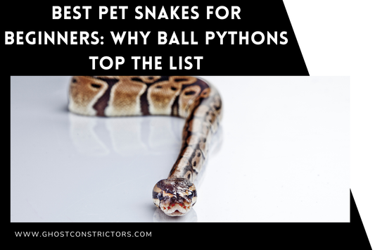 Best Pet Snakes for Beginners: Why Ball Pythons Top the List