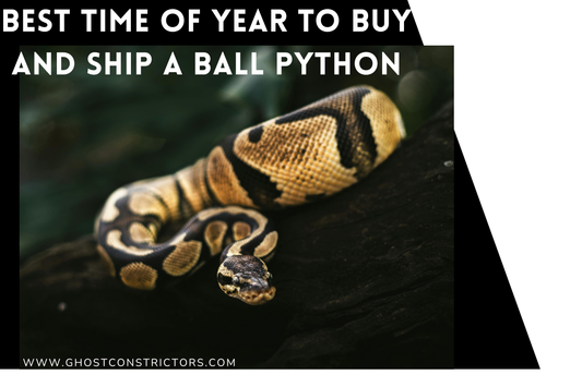 Best Time of Year to Buy and Ship a Ball Python