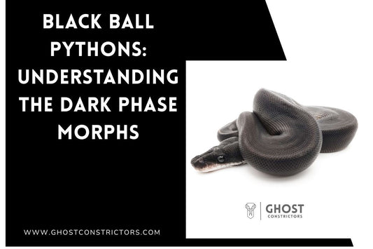 Black Ball Pythons: Understanding the Dark Phase Morph