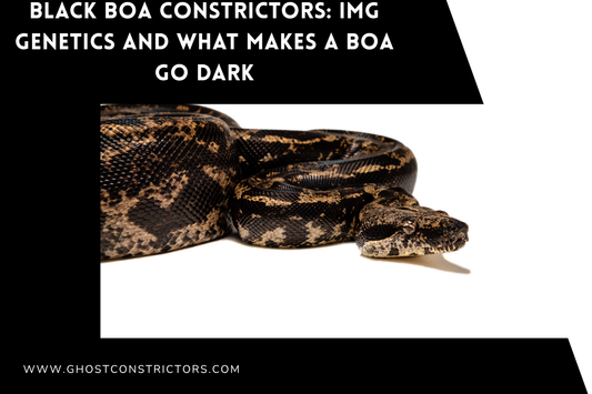 Black Boa Constrictors: IMG Genetics and What Makes a Boa Go Dark