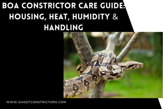 Boa Constrictor Care Guide: Housing, Heat, Humidity & Handling