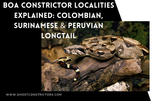 Boa Constrictor Localities Explained: Colombian, Surinamese & Peruvian Longtail