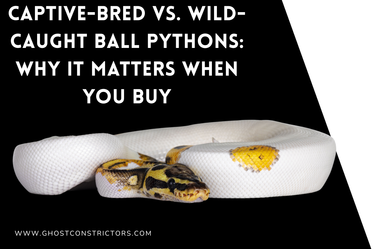Captive-Bred vs. Wild-Caught Ball Pythons: Why It Matters When You Buy