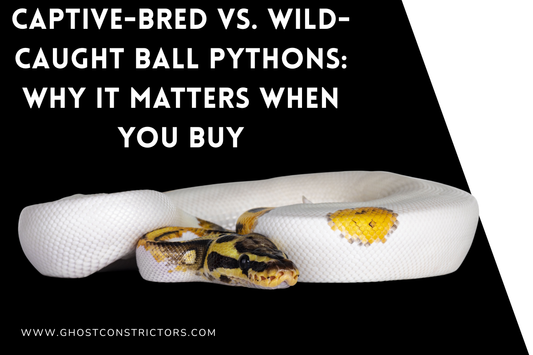 Captive-Bred vs. Wild-Caught Ball Pythons: Why It Matters When You Buy
