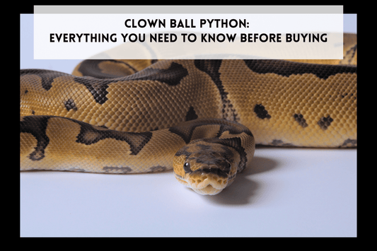 Clown Ball Python: Everything You Need to Know Before Buying