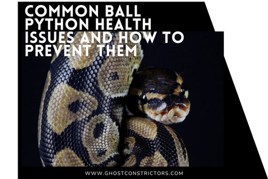 Common Ball Python Health Issues and How to Prevent Them