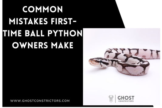 Common Mistakes First-Time Ball Python Owners Make