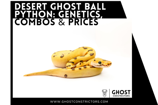 Desert Ghost Ball Python: Genetics, Combos & Prices