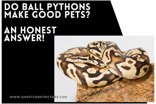 Do Ball Pythons Make Good Pets? An Honest Answer