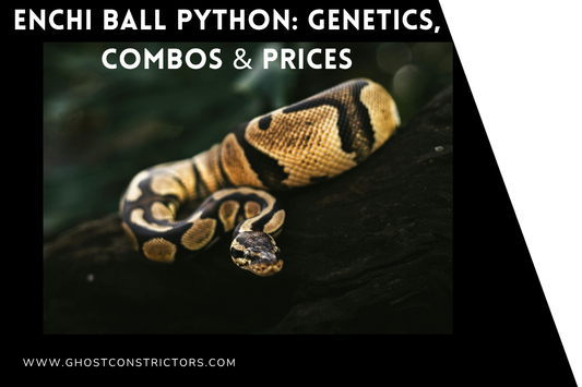 Enchi Ball Python: Genetics, Combos & Prices