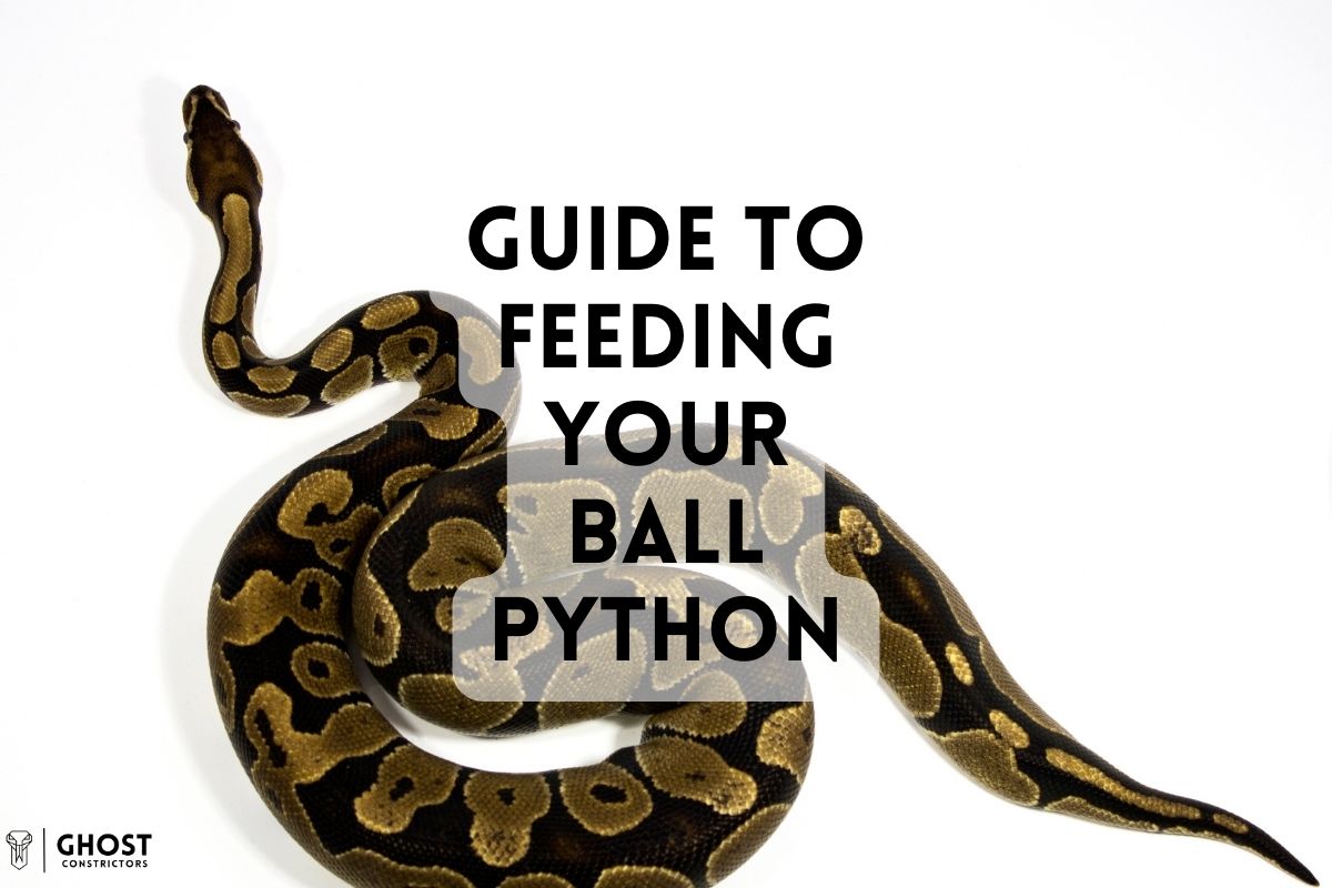 What Do Ball Pythons Eat? A Complete Guide To Their Diet – Ghost ...