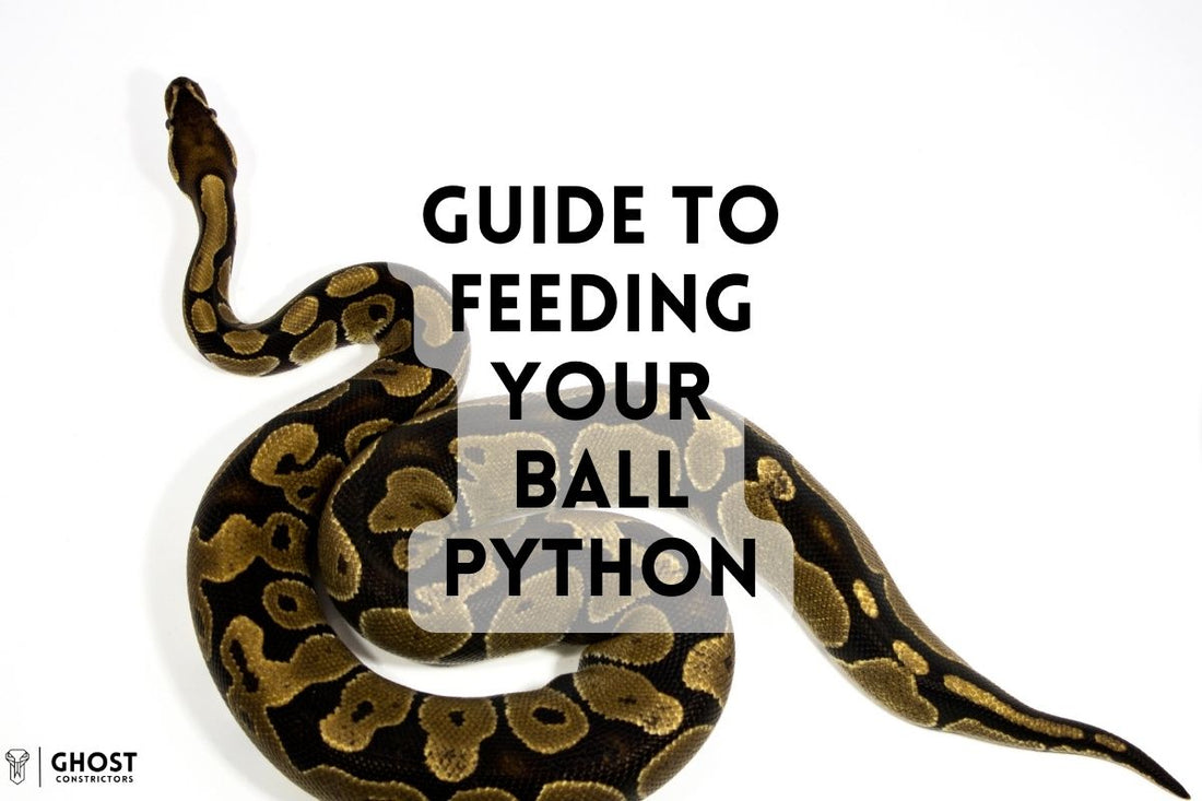 What Do Ball Pythons Eat? A complete guide to their diet