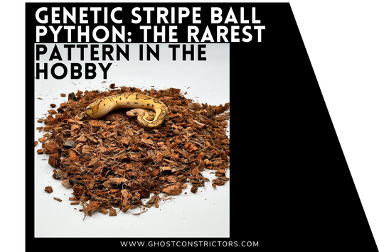 Genetic Stripe Ball Python: The Rarest Pattern in the  Hobby