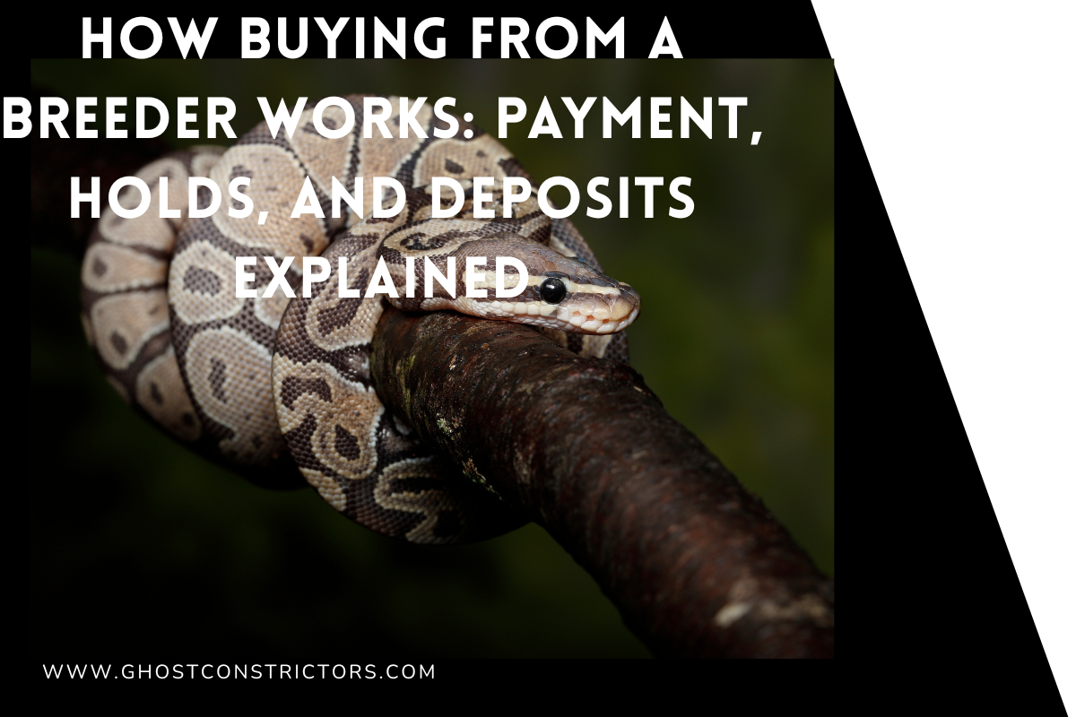 How Buying From a Breeder Works: Payment, Holds, and Deposits Explained