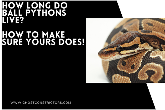 How Long Do Ball Pythons Live? And How to Make Sure Yours Does!