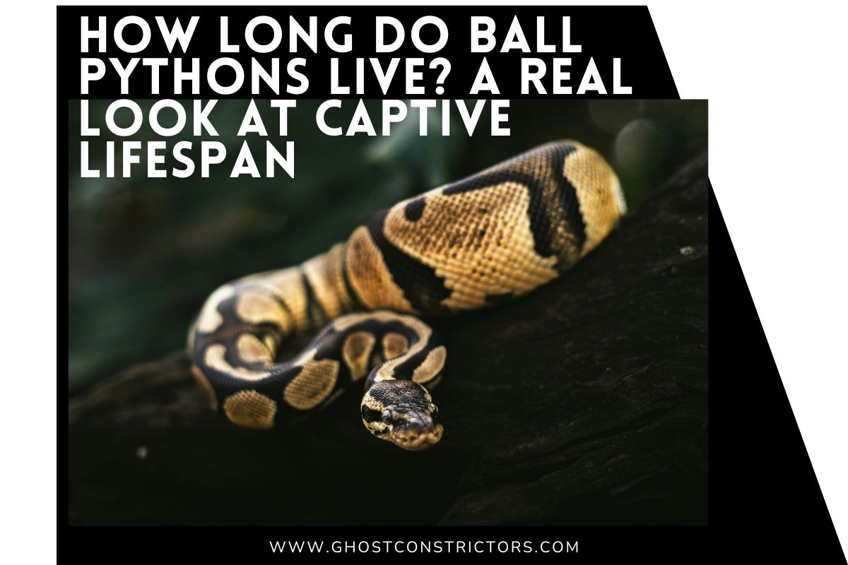 How Long Do Ball Pythons Live? A Real Look at Captive Lifespan