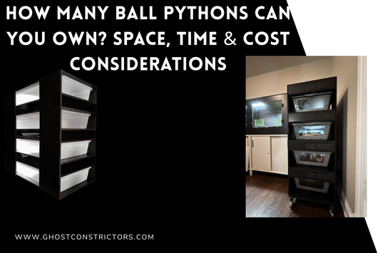 How Many Ball Pythons Can You Own? Space, Time & Cost Considerations