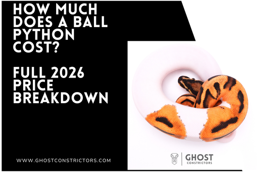 How Much Does a Ball Python Cost? Full 2026 Price Breakdown