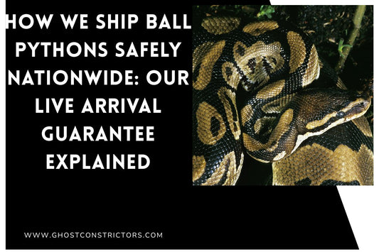 How We Ship Ball Pythons Safely Nationwide: Our Live Arrival Guarantee Explained