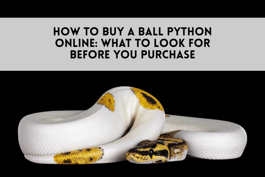 How to Buy a Ball Python Online: What to Look for Before You Purchase