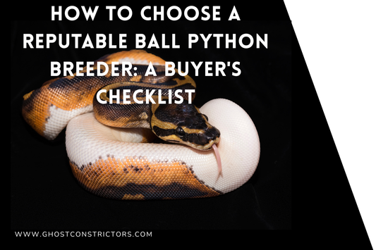 How to Choose a Reputable Ball Python Breeder: A Buyer's Checklist