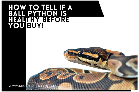 How to Tell If a Ball Python Is Healthy Before You Buy