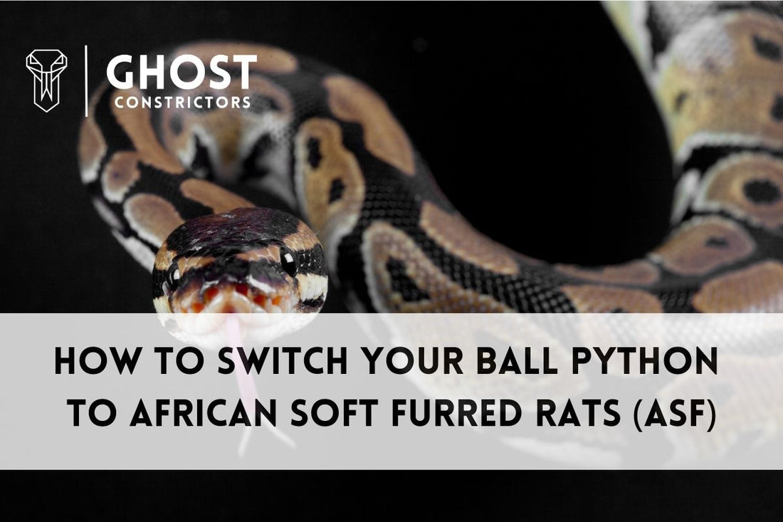 How to Switch from Norway Rats to ASF Rats